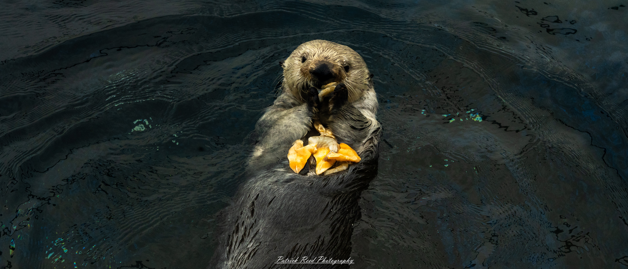 Sea otter eating shellfish at the Detroit Zoo in aquatic habitat exhibit
